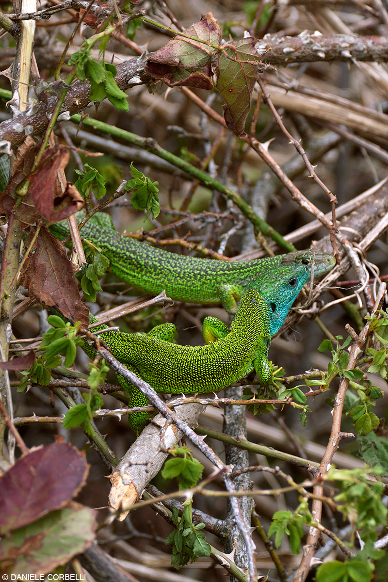 Green Lizard Couple