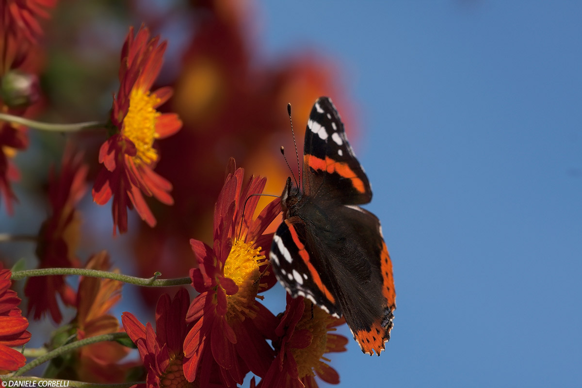 Red Admiral - side face