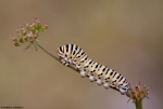 Macaone - Caterpillar