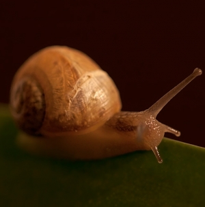 Young Snail