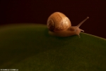 Young Snail