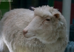 Dolly - sheep