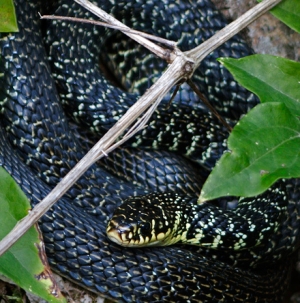 Green Whip Snake