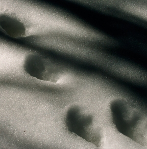 Hare Footprint - Snow
