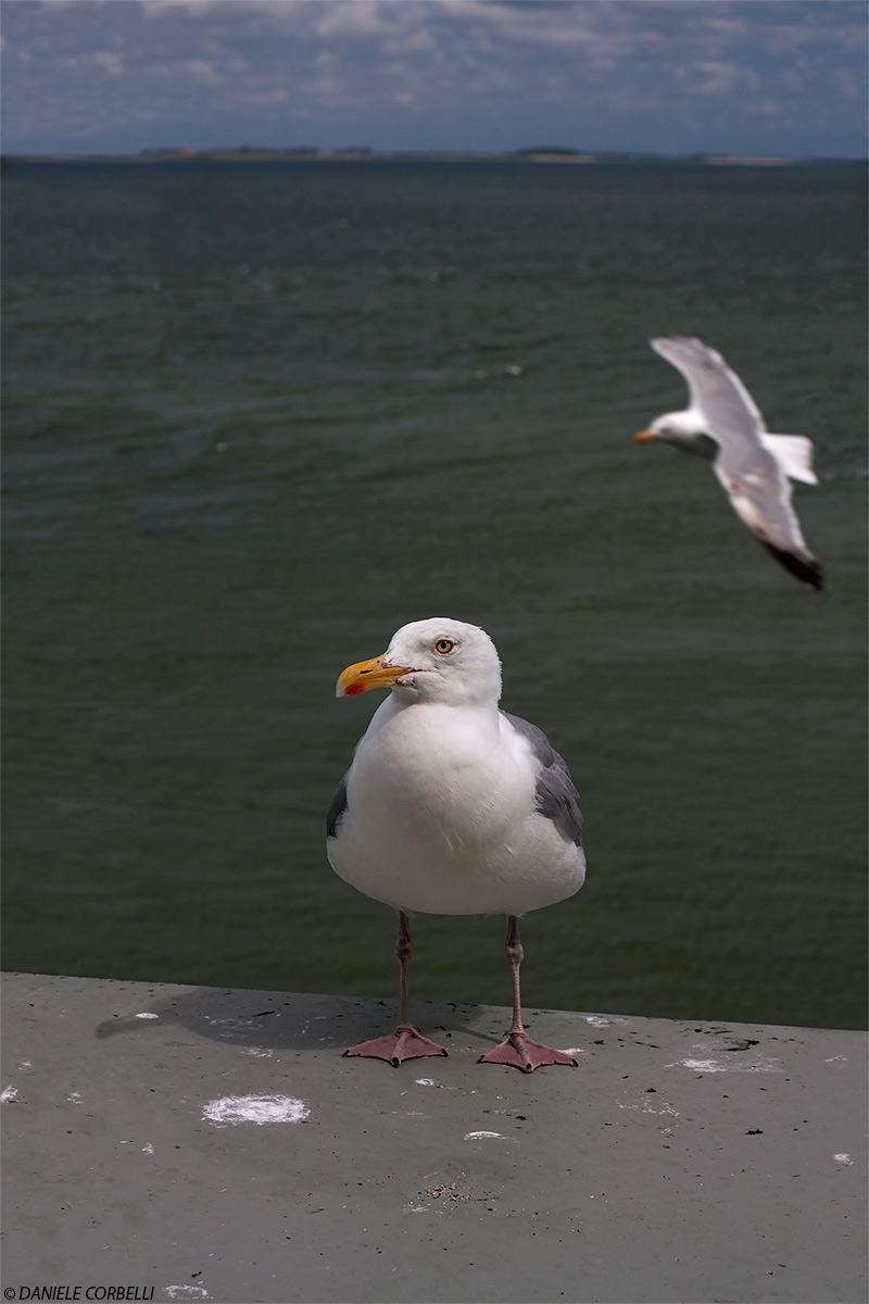 Seagull ,Portrait