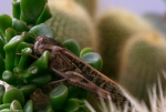 Migratory Locust