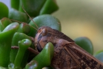 Migratory Locust - Detail