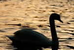 Golden Swan