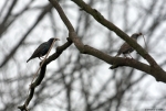 Starling Moving - Couple