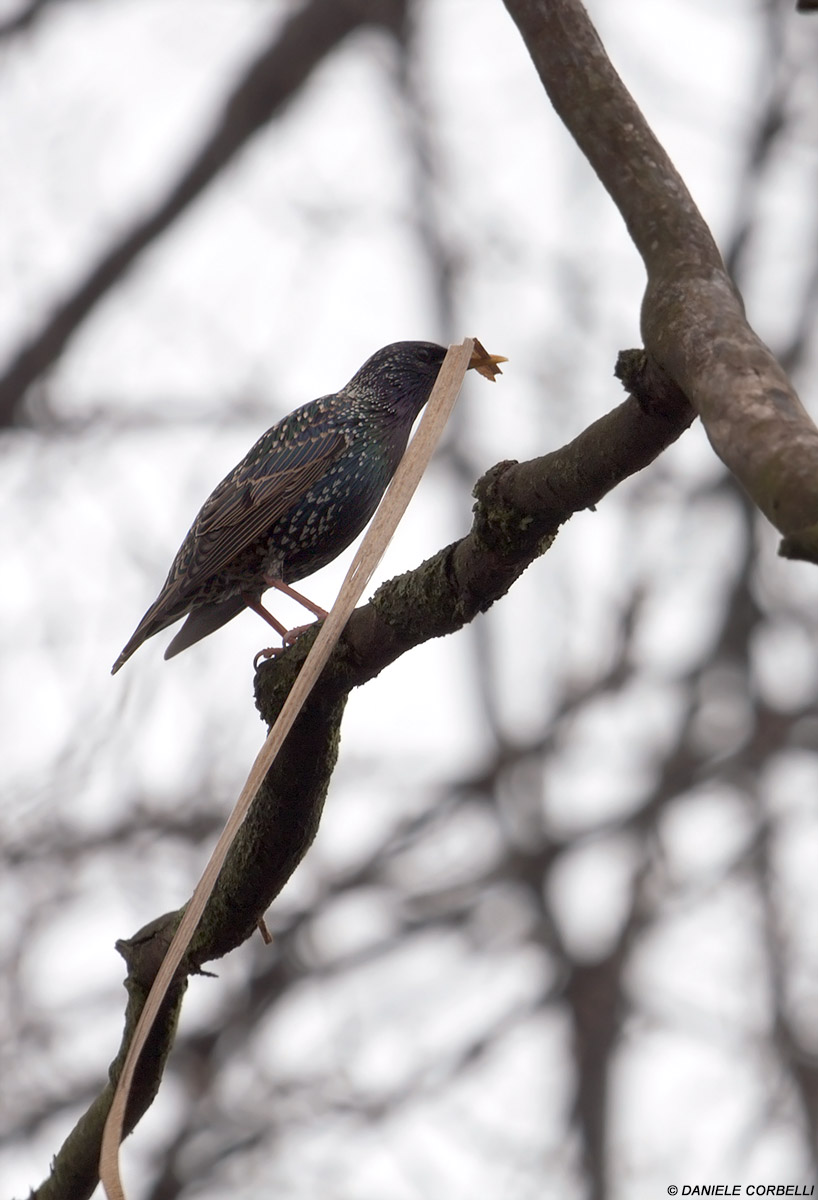 Starling Moving - 1