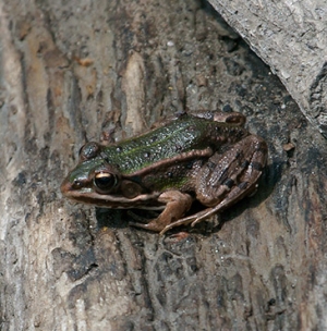 Small green frog