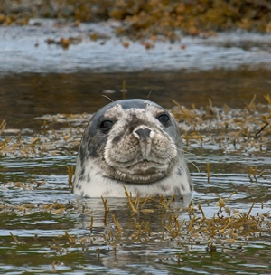 Peekaboo - Seal