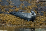 Common Seal - M. Costanzo