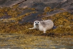 Common Seal - Beagle Boys - 2