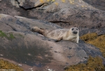 Common Seal - Beagle Boys - 1