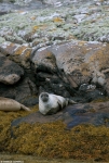 Common Seal - 2
