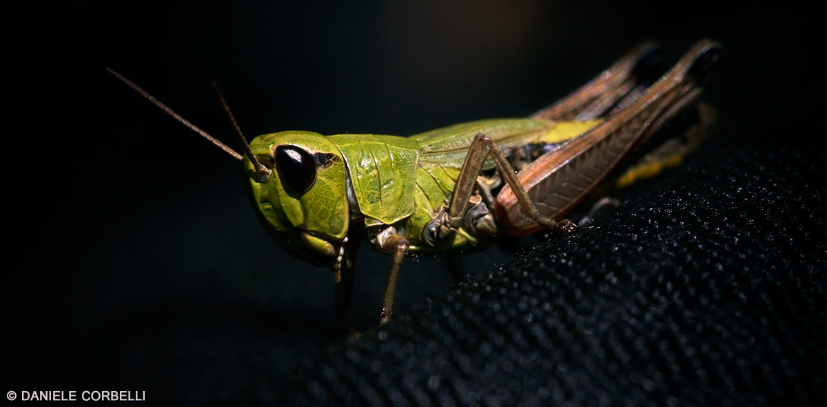 Hi Tech Grasshopper