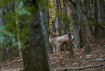 Fallow Deer - Between the trees