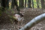 Fallow Deer - observing