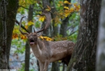 Fallow Deer - Belling