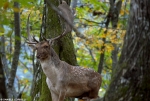 Fallow Deer - Portrait 2
