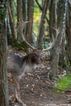 Fallow Deer - Portrait 3