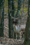 Fallow Deer - Portrait 4