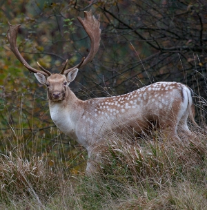 Fallow Deer with Baby