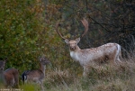 Fallow Deer with Baby
