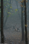 Fallow Deer in the fog