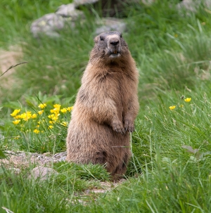 Marmotta Alpina