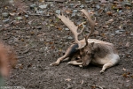 Fallow Deer - exhausted 3