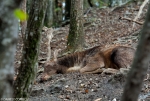 Fallow Deer - exhausted 4