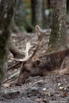 Fallow Deer - exhausted 5