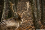 Fallow Deer - Portrait