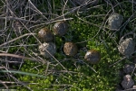 Hare droppings 