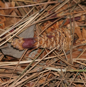 Gnawed pine cone - Squirrel