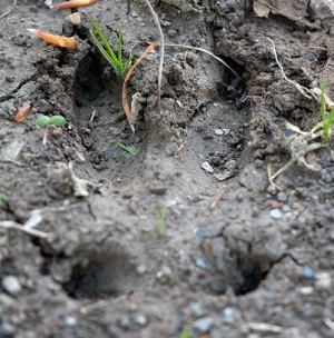Boar Footprint