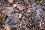 Wolf droppings - 2
