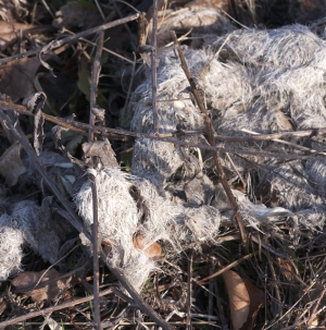 Wolf droppings