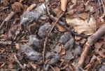 Wolf droppings - 3
