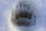 Badger footprint - Detail